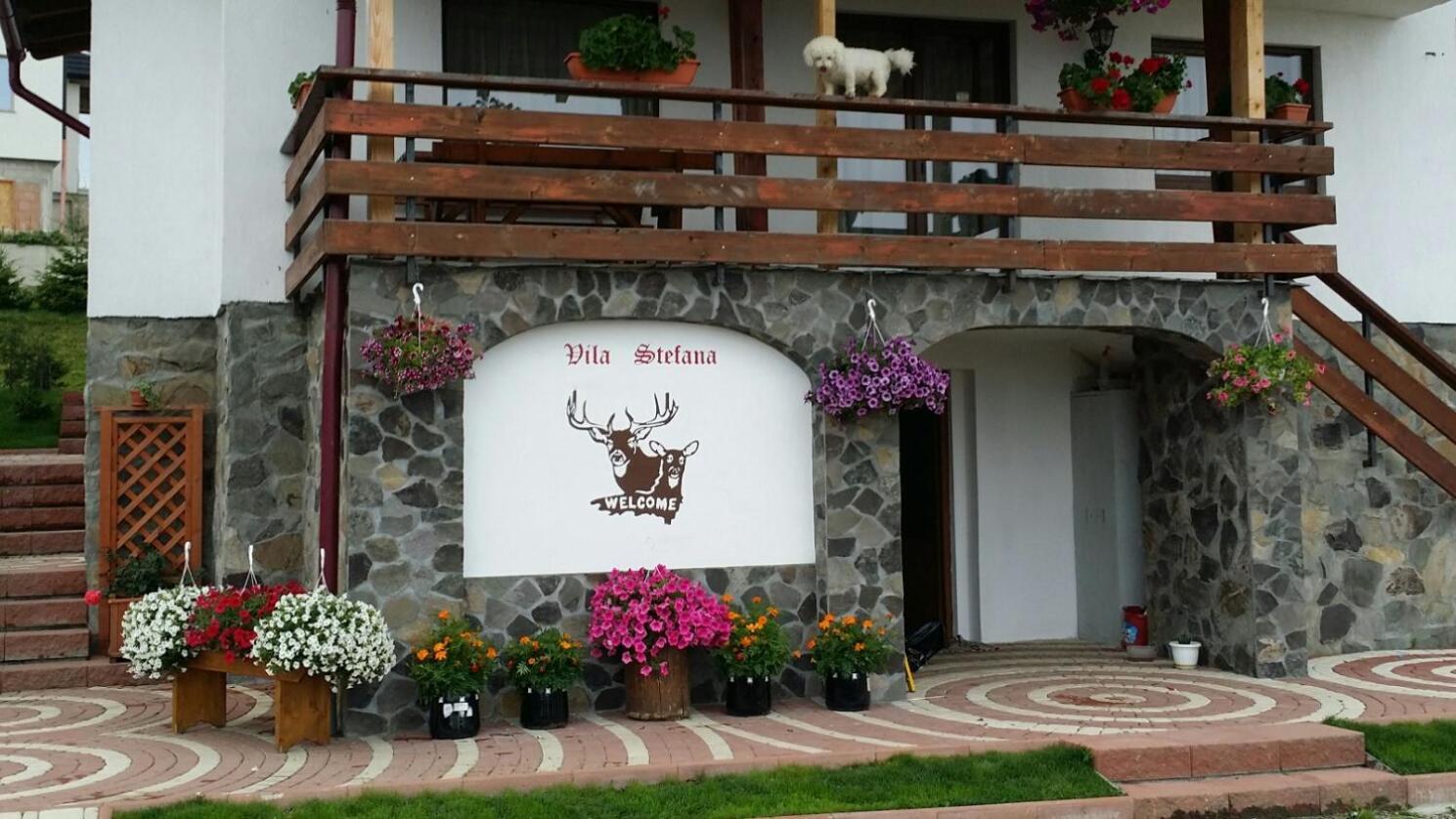 Vila Stefana Păltiniş Екстериор снимка